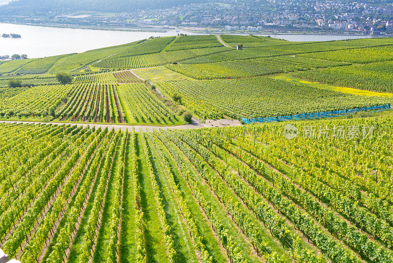 葡萄园在低森林纪念碑纪念碑Rüdesheim，德国