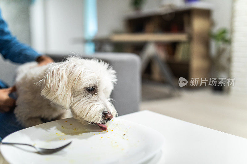 马耳他狗从盘子里偷食物