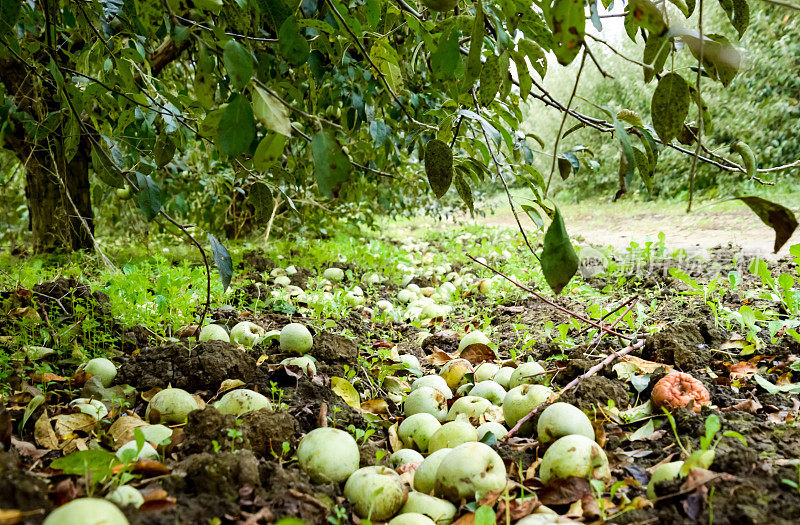 苹果果园。树下成行的树木和地上的果实