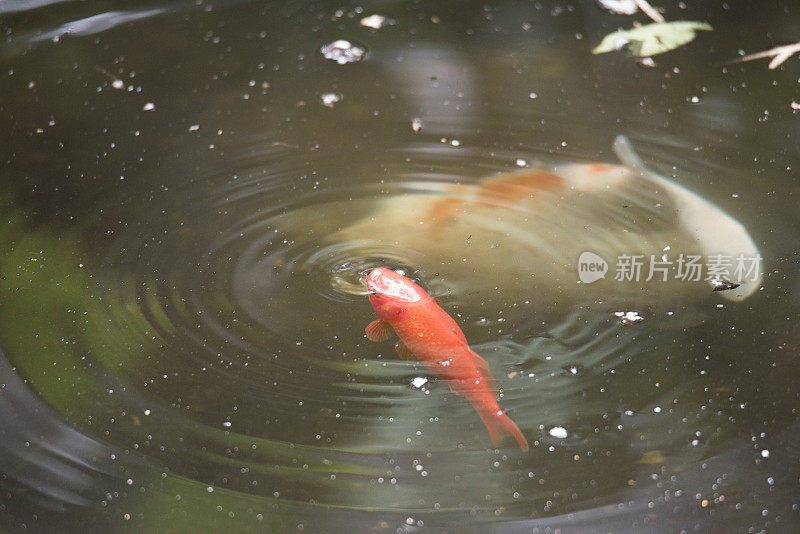 锦鲤池