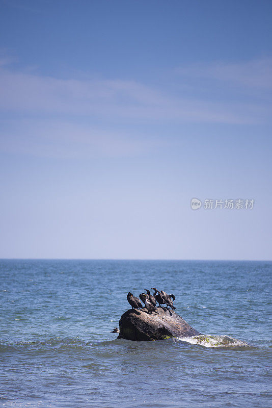 一群群海鸟站在海崖上