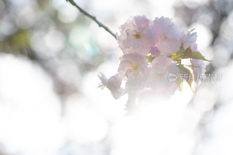 樱花和天空