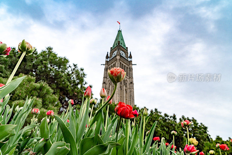 加拿大渥太华国会山的加拿大郁金香节