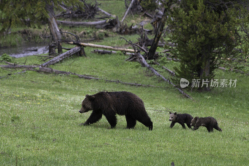 灰熊和两只小熊在雨中