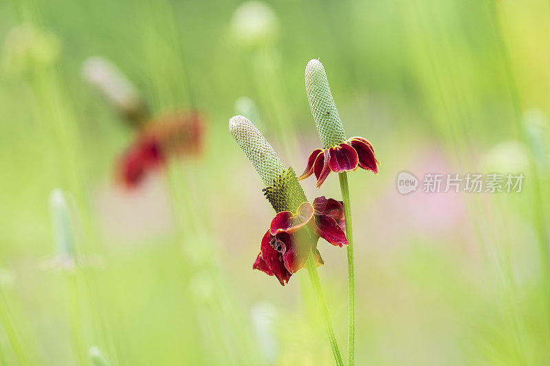 正直的草原松果菊