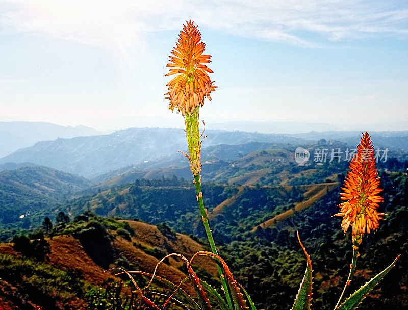 南非夸祖鲁-纳塔尔省德班内陆崎岖不平的千山上生长着一株芦荟