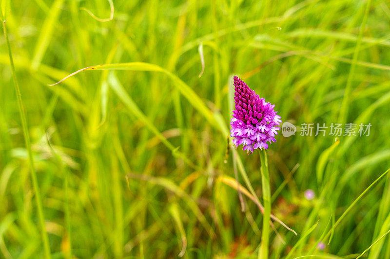 野生的紫色樱草兰