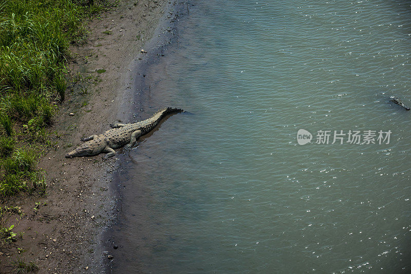 野生鳄鱼，哥斯达黎加