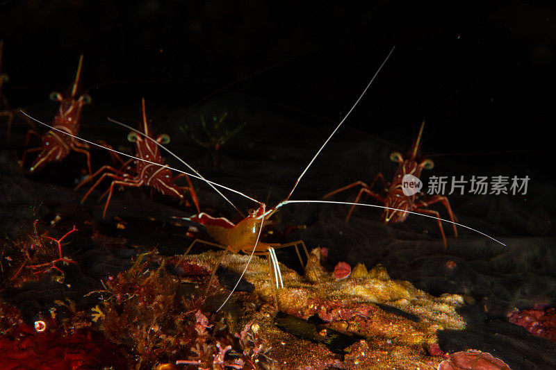 喙虾，红水晶虾
