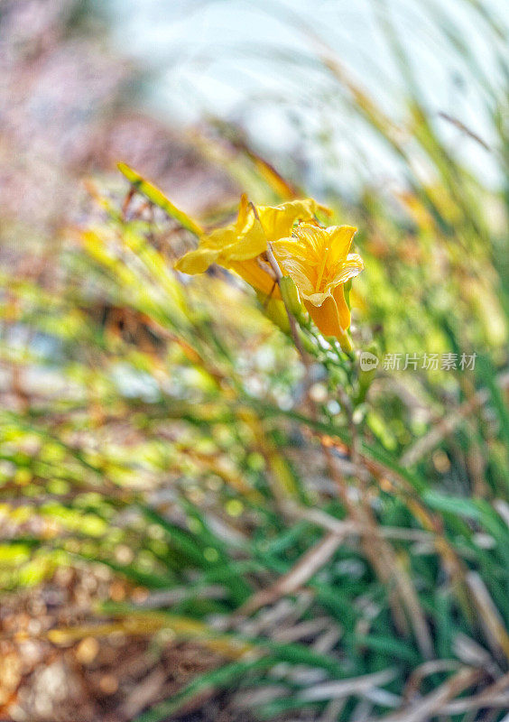 黄黄的黄花菜在初夏的阳光下