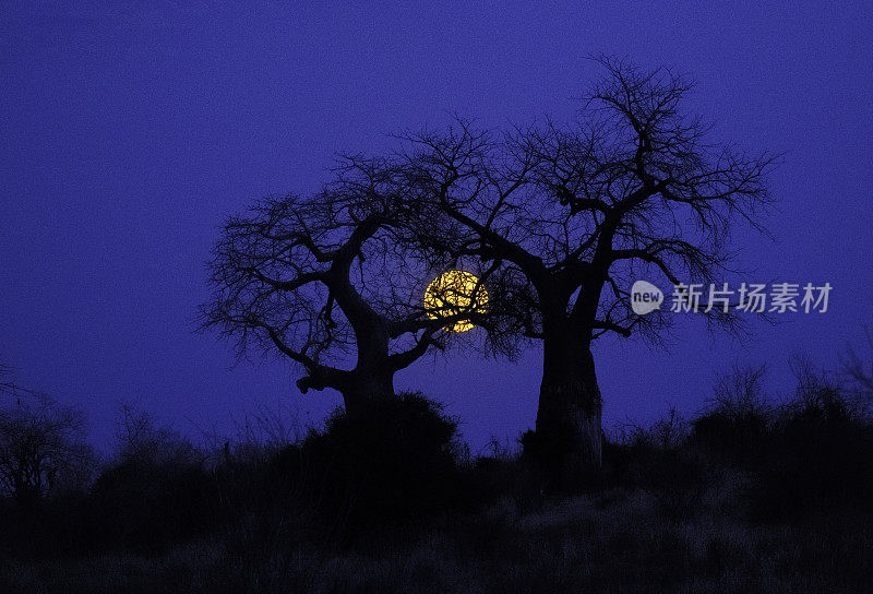 在坦桑尼亚的Ruaha国家公园，黄色的满月掩映在猴面包树后面