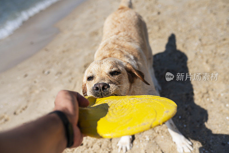 和狗狗一起去海滩玩