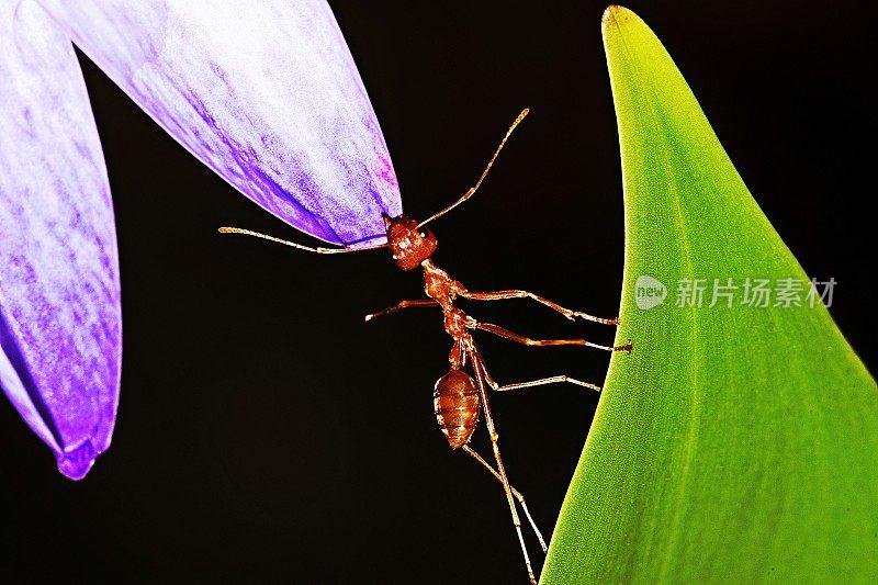 蚂蚁咬花瓣从绿叶-黑色的背景。
