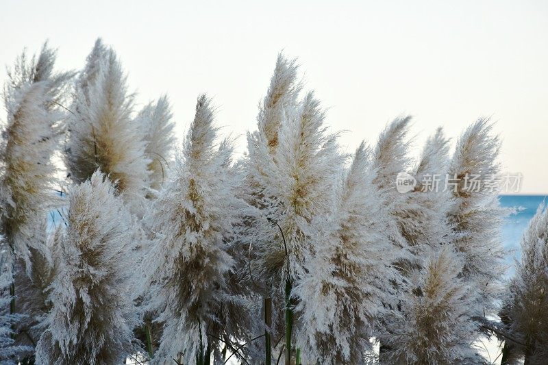 新西兰植物-“Toitoi”或“脚趾”草