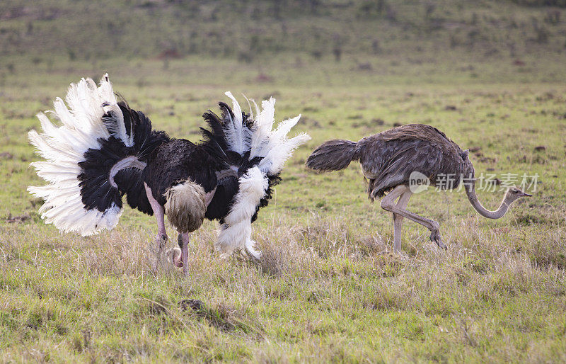 雄性和雌性鸵鸟准备产卵奥拉雷Motorogi保护区，肯尼亚，非洲