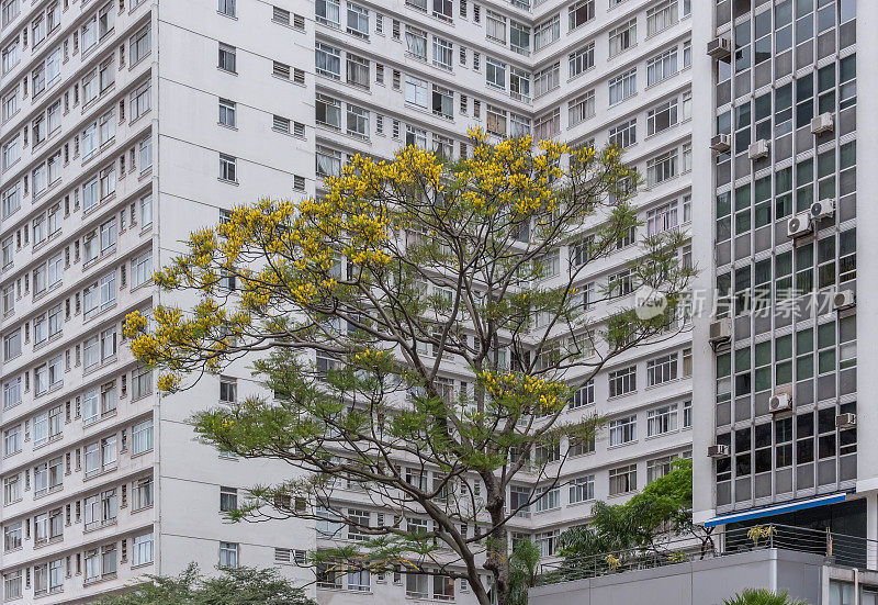 圣保罗市中心的建筑和自然