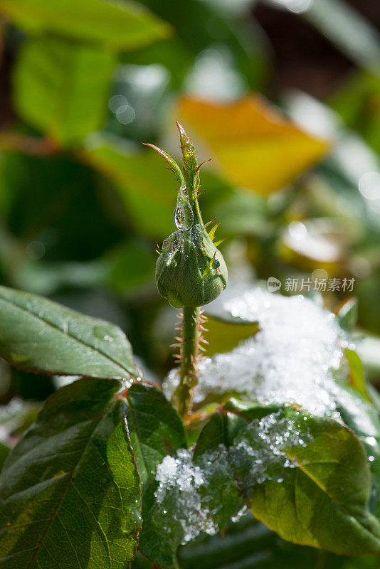 黄色玫瑰的花蕾，芝加哥和平，在加拿大的雪下