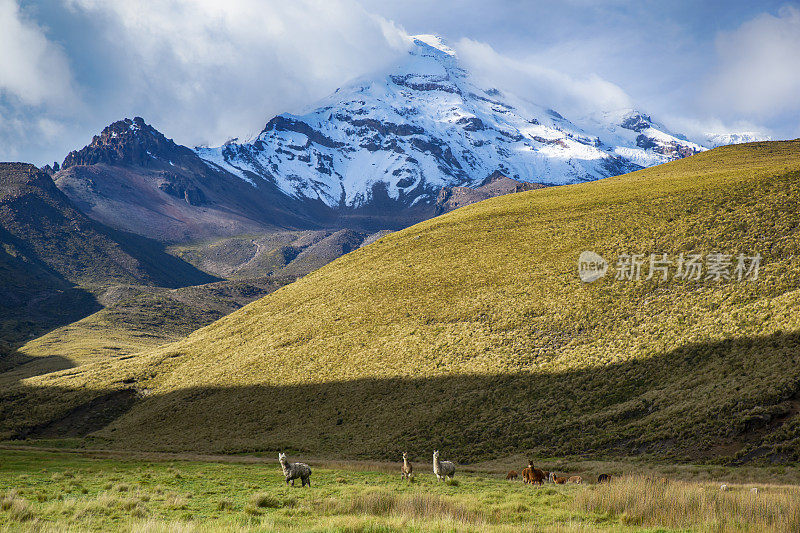厄瓜多尔安第斯山脉钦博拉索火山的羊驼