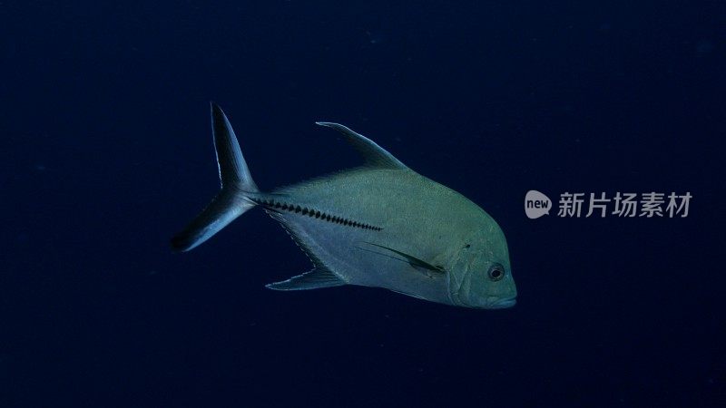 海下黑杰克鱼的特写镜头