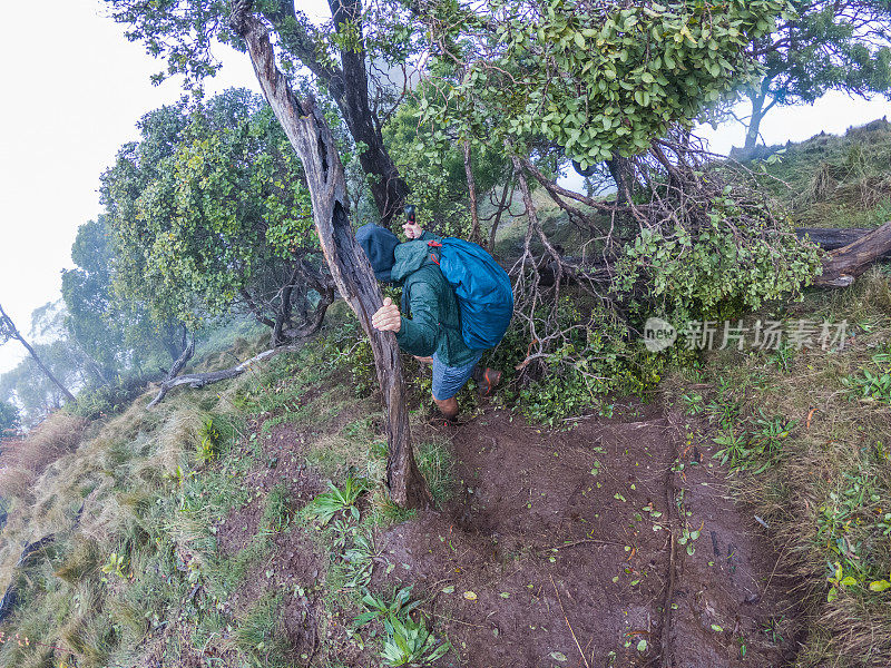 一名男子在夏威夷潮湿的雨林中徒步旅行，越过挡住道路的树干