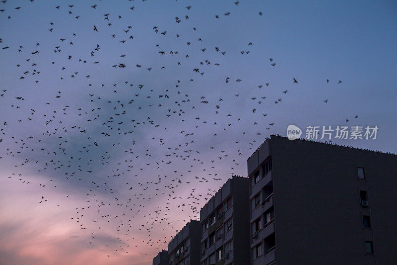 城市鸟类