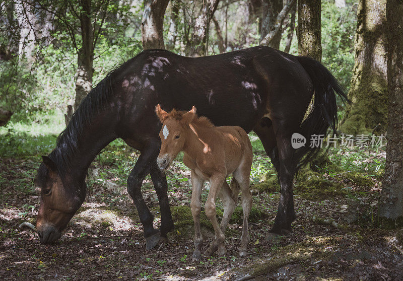 小马驹和它的母亲在新森林