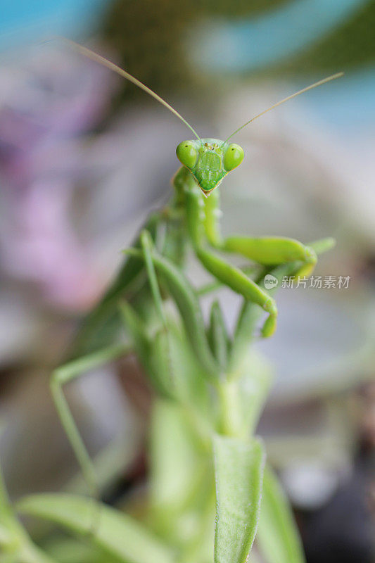 亮绿色的螳螂在多汁的仙人掌上行走的图像，三角形的头，凸出的复合眼睛，触角和扩大的前腿，集中在前景