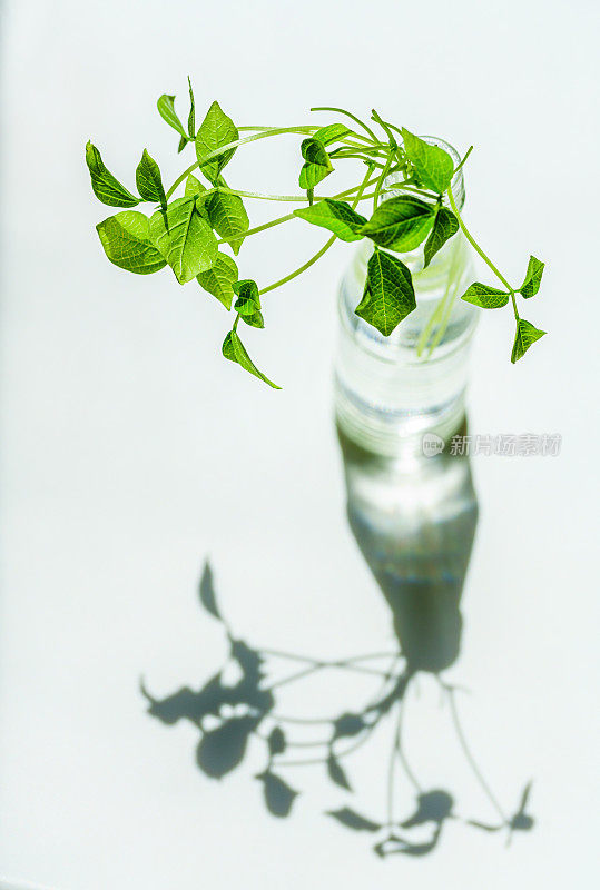 一束绿色的树枝插在玻璃花瓶里。家庭园艺。桌子上装饰用的花。