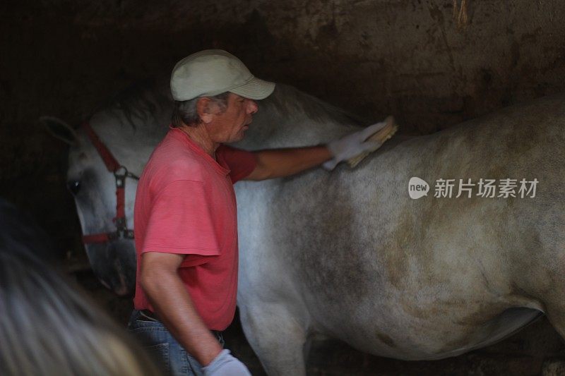 成熟的男人照顾干净的马