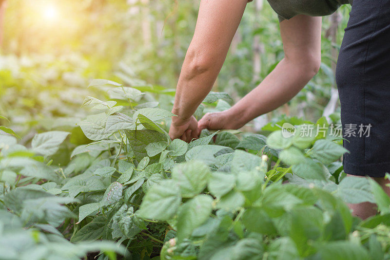 成熟的女人采摘青豆在素食花园