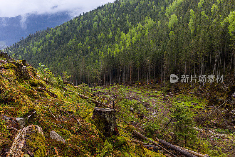 喀尔巴阡山脉山坡上的树桩和松树