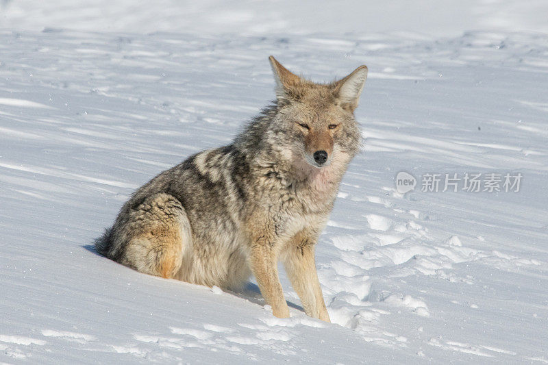 土狼在深雪中捕猎田鼠和老鼠
