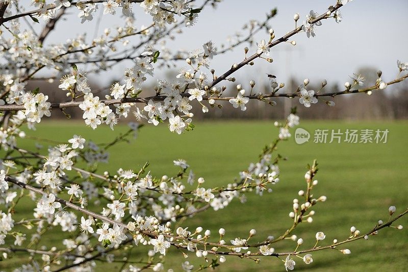 普鲁努斯・塞拉西费拉