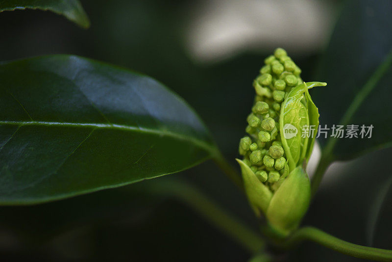 春芽的特写镜头。