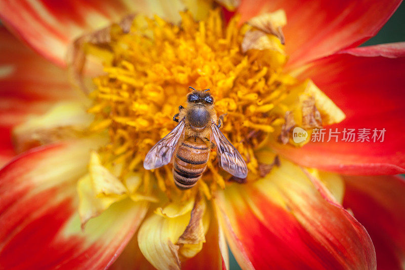 蜜蜂在“小熊维尼”大丽花上。