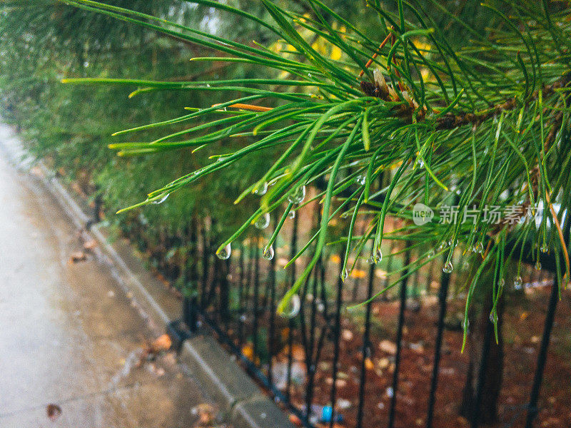 华丽的松树树叶和雨滴。