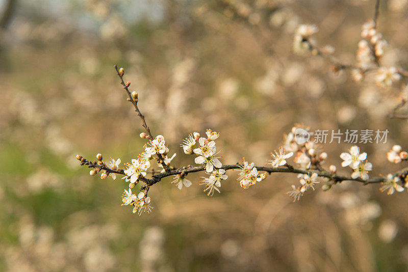 黑刺李开花