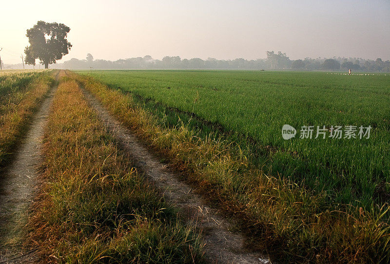 一条小路通向田野里的一棵树，在清晨的阳光下。