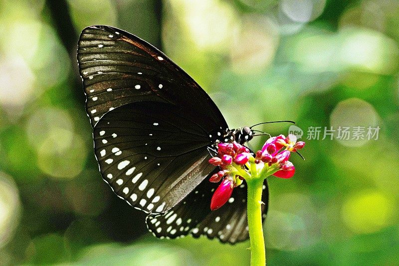 蝴蝶在喝花汁。