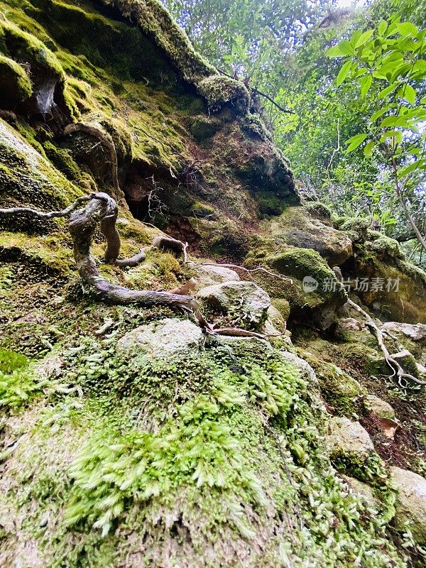 雨林苔藓特写镜头