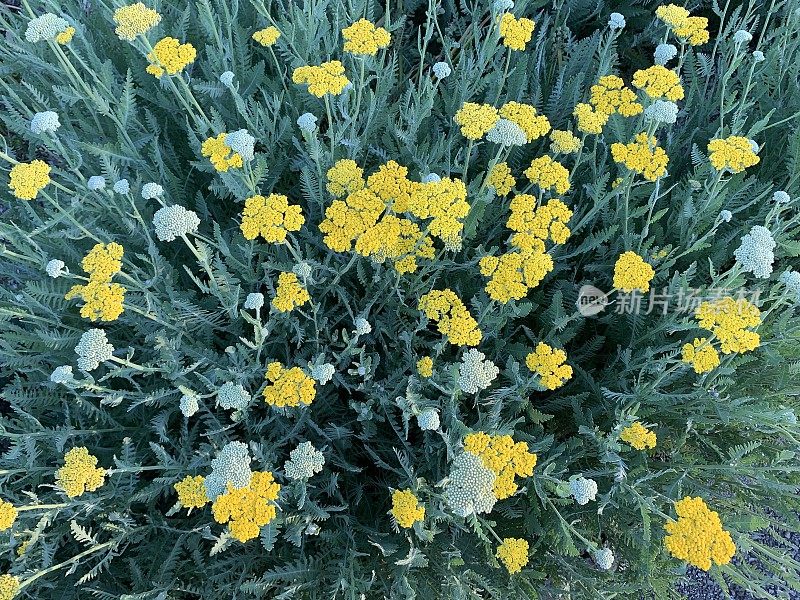 花园里的蓍草多年生花