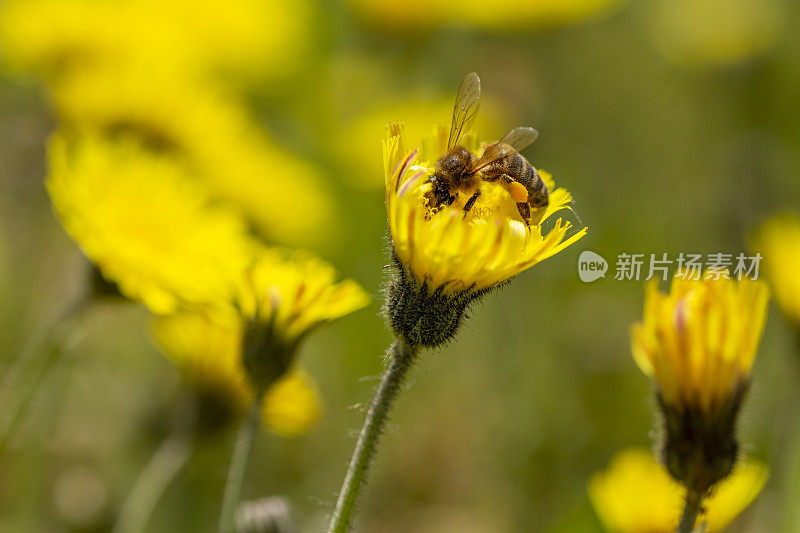 雄蜂在龙葵花上