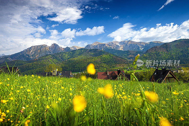 用鲜花草甸。背景是Tatra山脉和giewon峰。