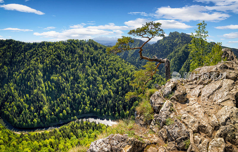 在波兰度假——从松树山的索科利卡山顶俯瞰杜纳耶克峡谷和塔特拉河