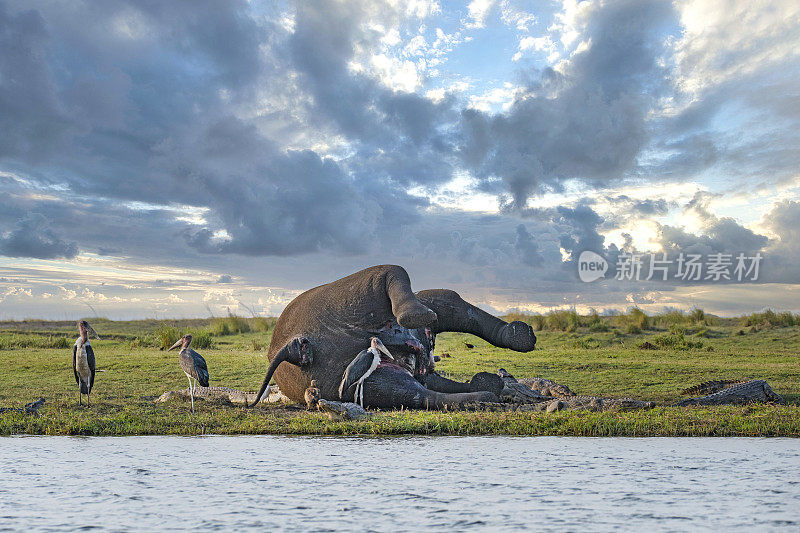 死象，丘比国家公园，博茨瓦纳，