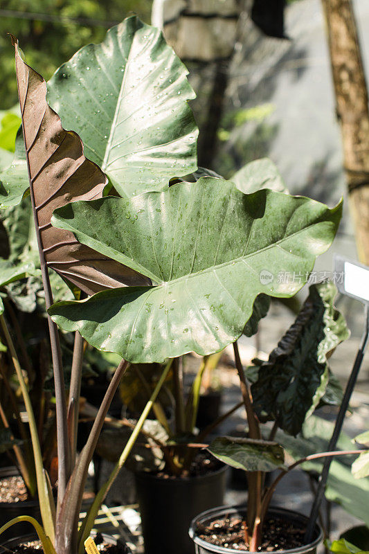 罕见的热带芋“黑茎”象耳植物在明亮的自然光也被称为芋头或芋植物