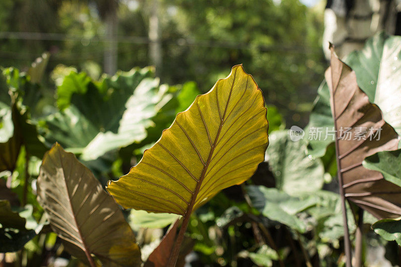 罕见的热带芋“黑茎”象耳植物在明亮的自然光也被称为芋头或芋植物