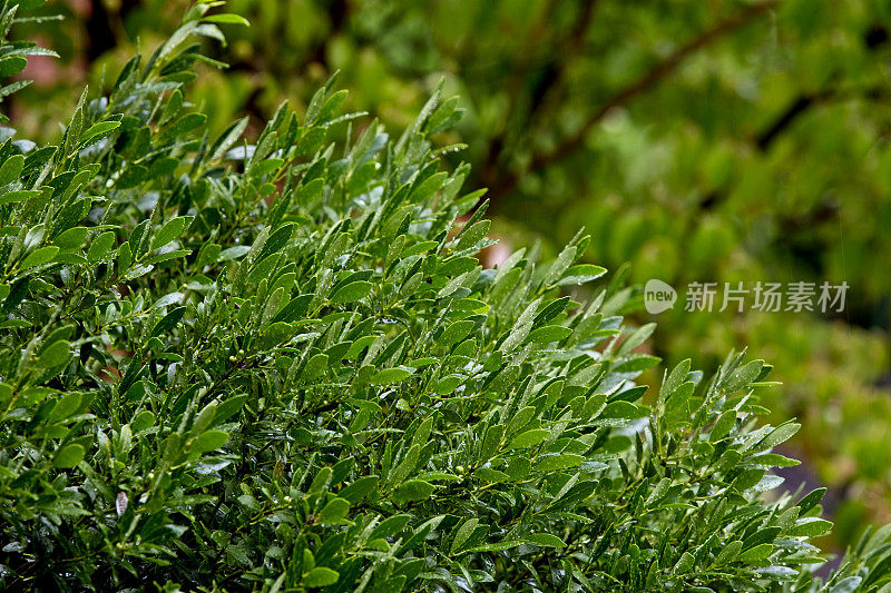 暴风雨中的冬青灌木