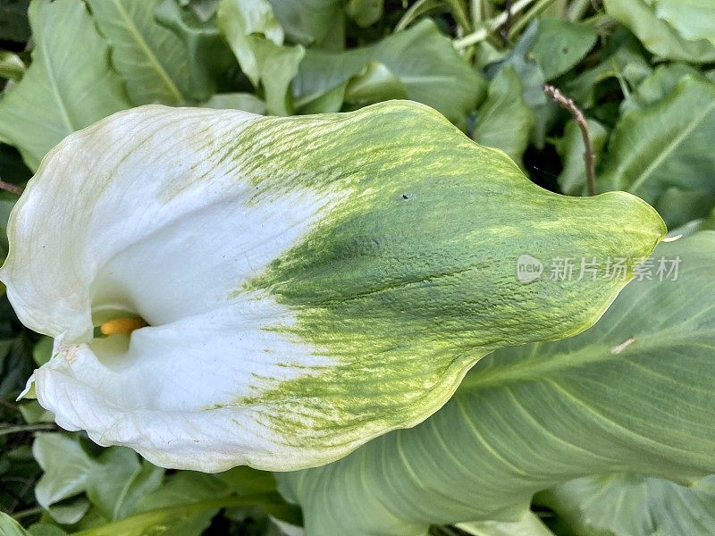 海芋百合-绿色女神