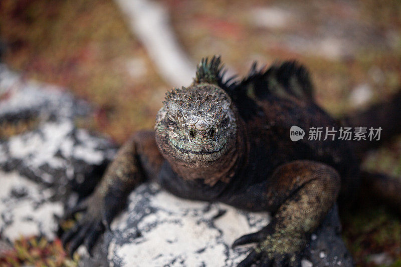 厄瓜多尔加拉帕戈斯群岛圣克里斯托巴尔岛上的海鬣蜥在岩石上晒太阳